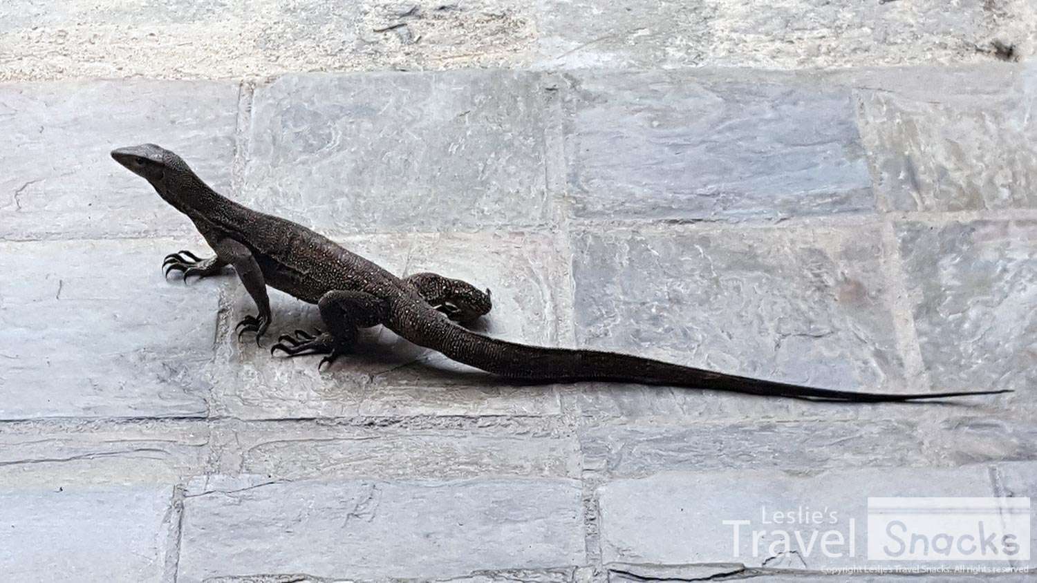 This monitor lizard walked up to us at breakfast. Those are about 1 ft tiles.