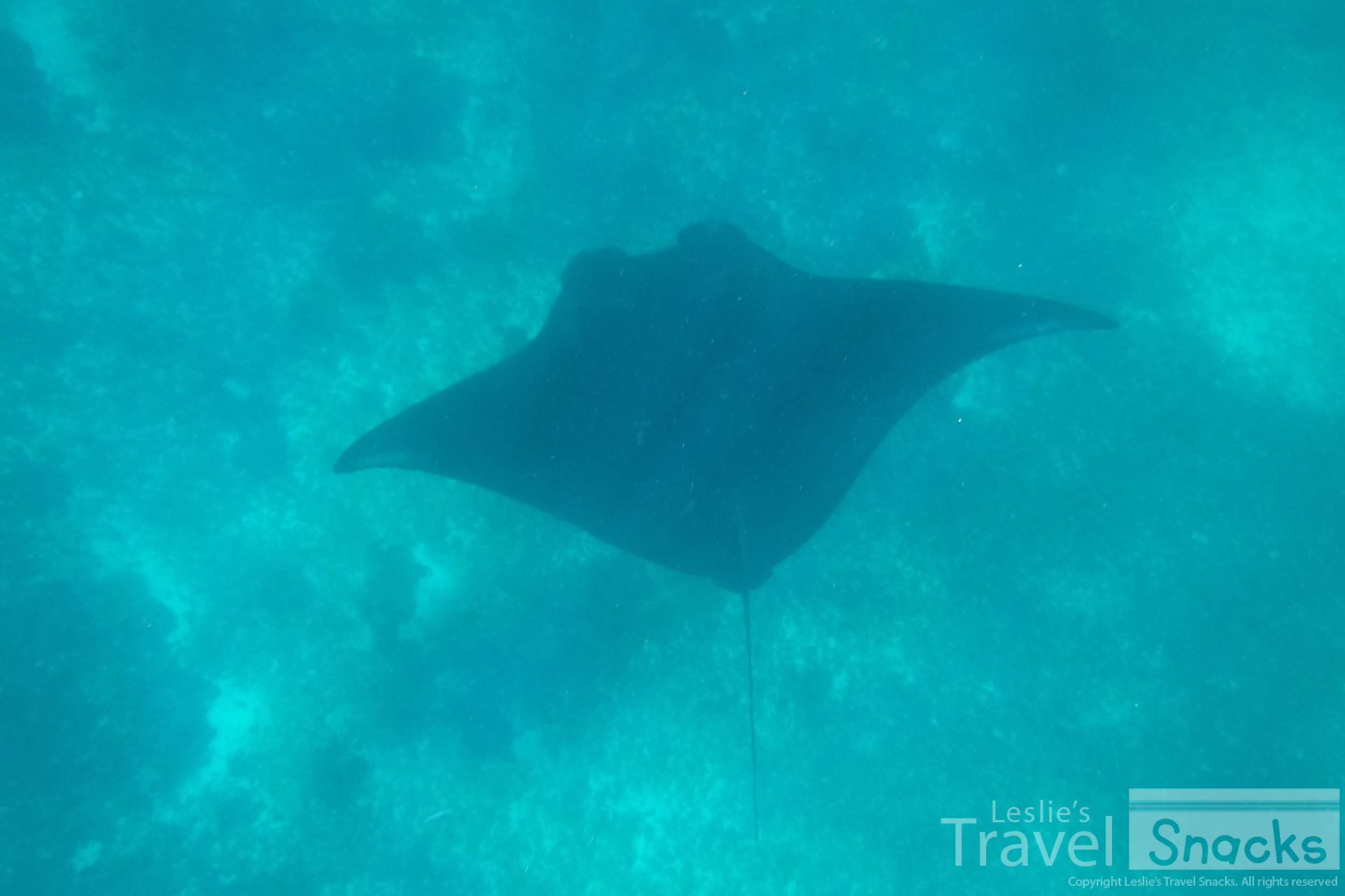 One of the mantas I got to hang out with near our boat.