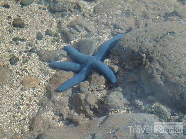 Very cool blue starfish