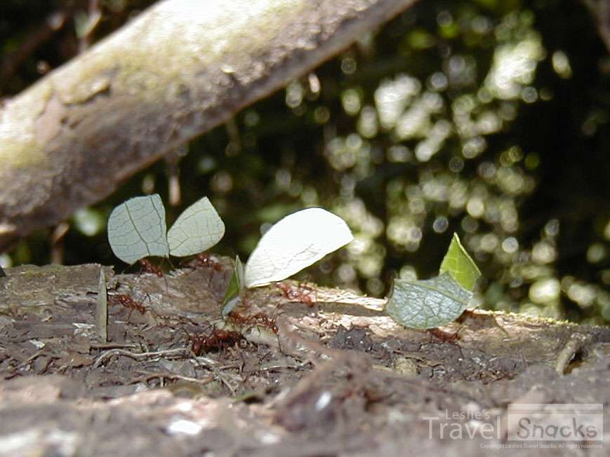I am so fascinated by leaf cutter ants. 