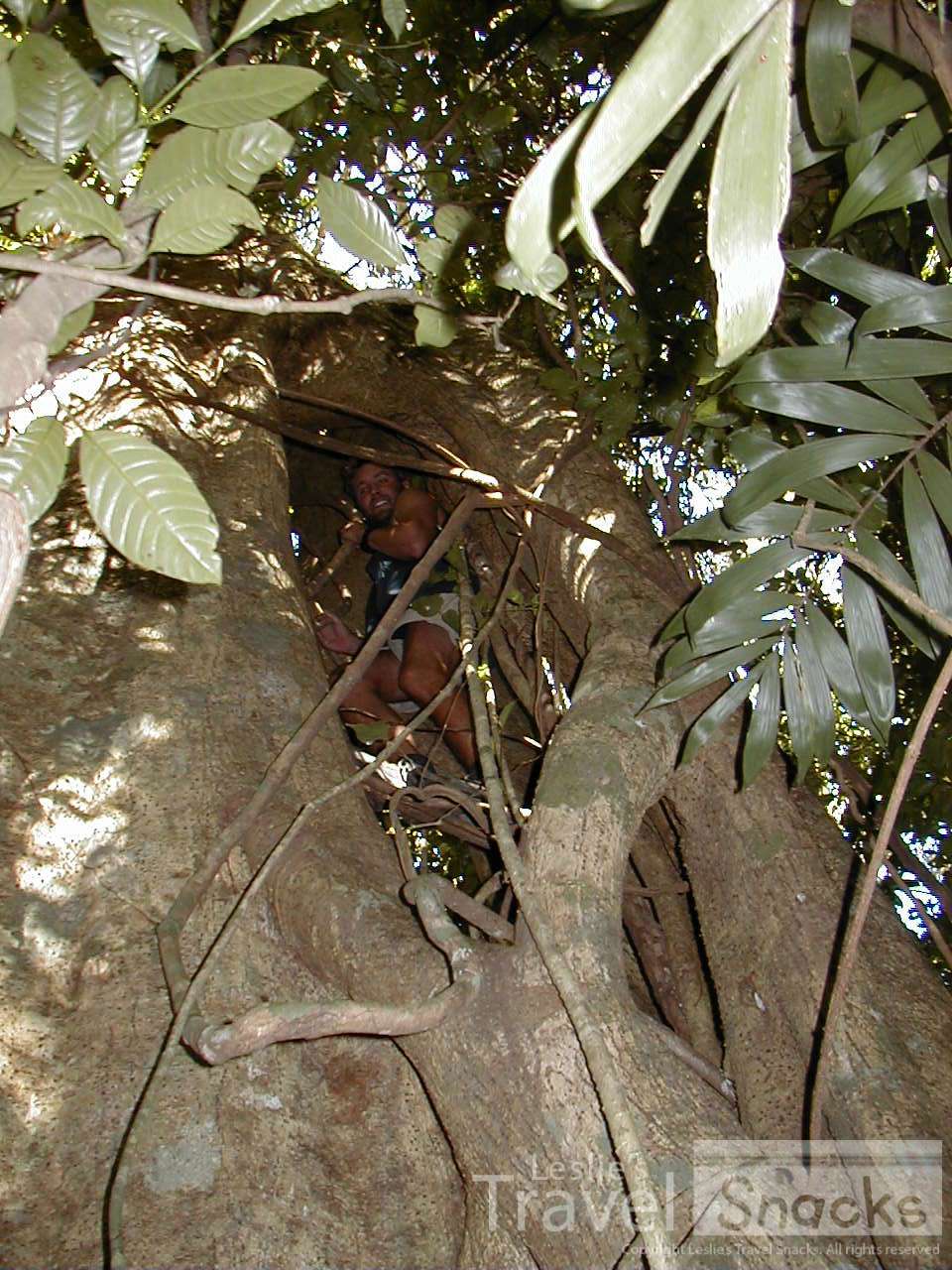 This is a strangler fig that killed the tree it wrapped around, leaving a hollow center. You can climb up inside it all the way to the top of the canopy! Look, that's Steve in the tree!