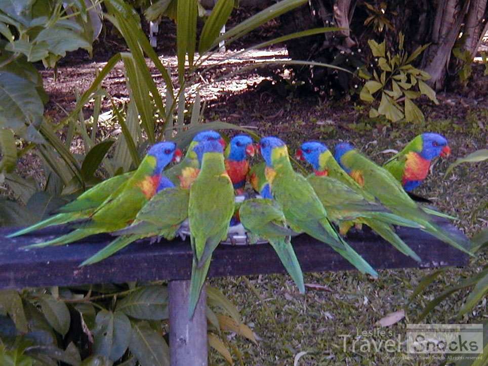 There are colorful lorikeets everywhere.
