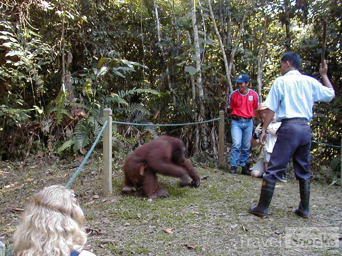 Although this is a sanctuary, the orangutans are wild. They come right by you - maybe not the safest thing in the world.