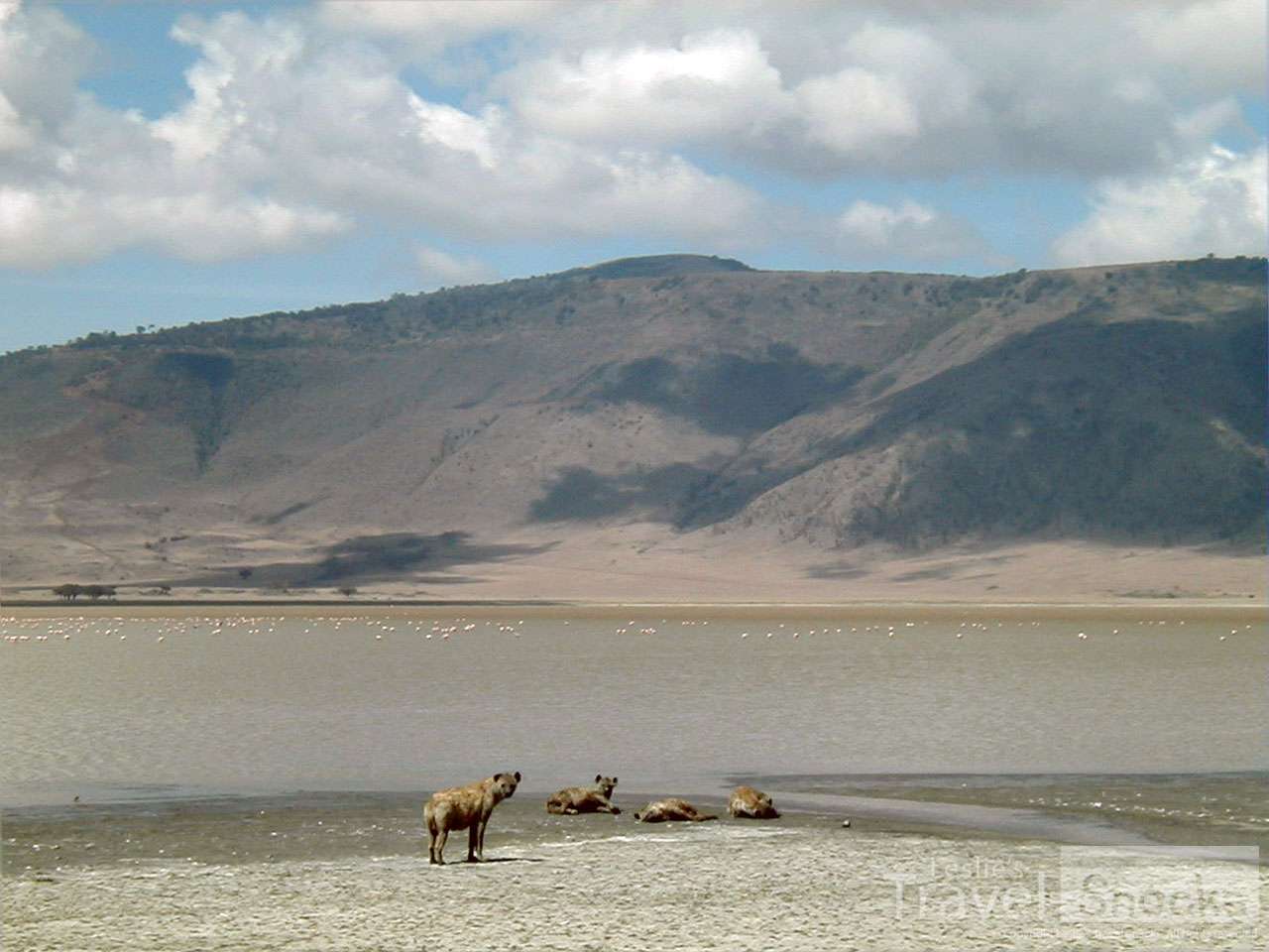 Hyenas with flamingos in the background. 