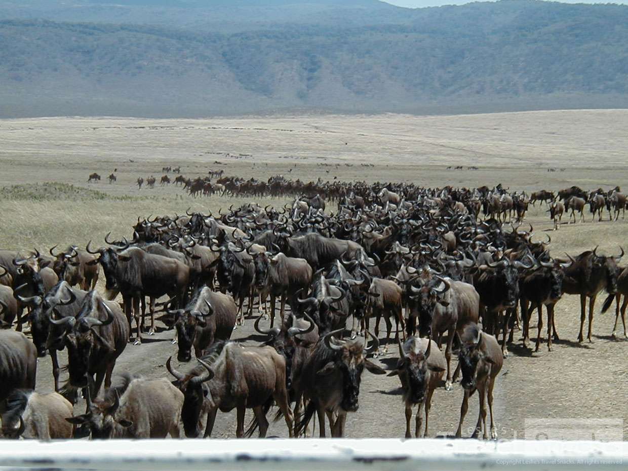 Wildebeest migration - wow!