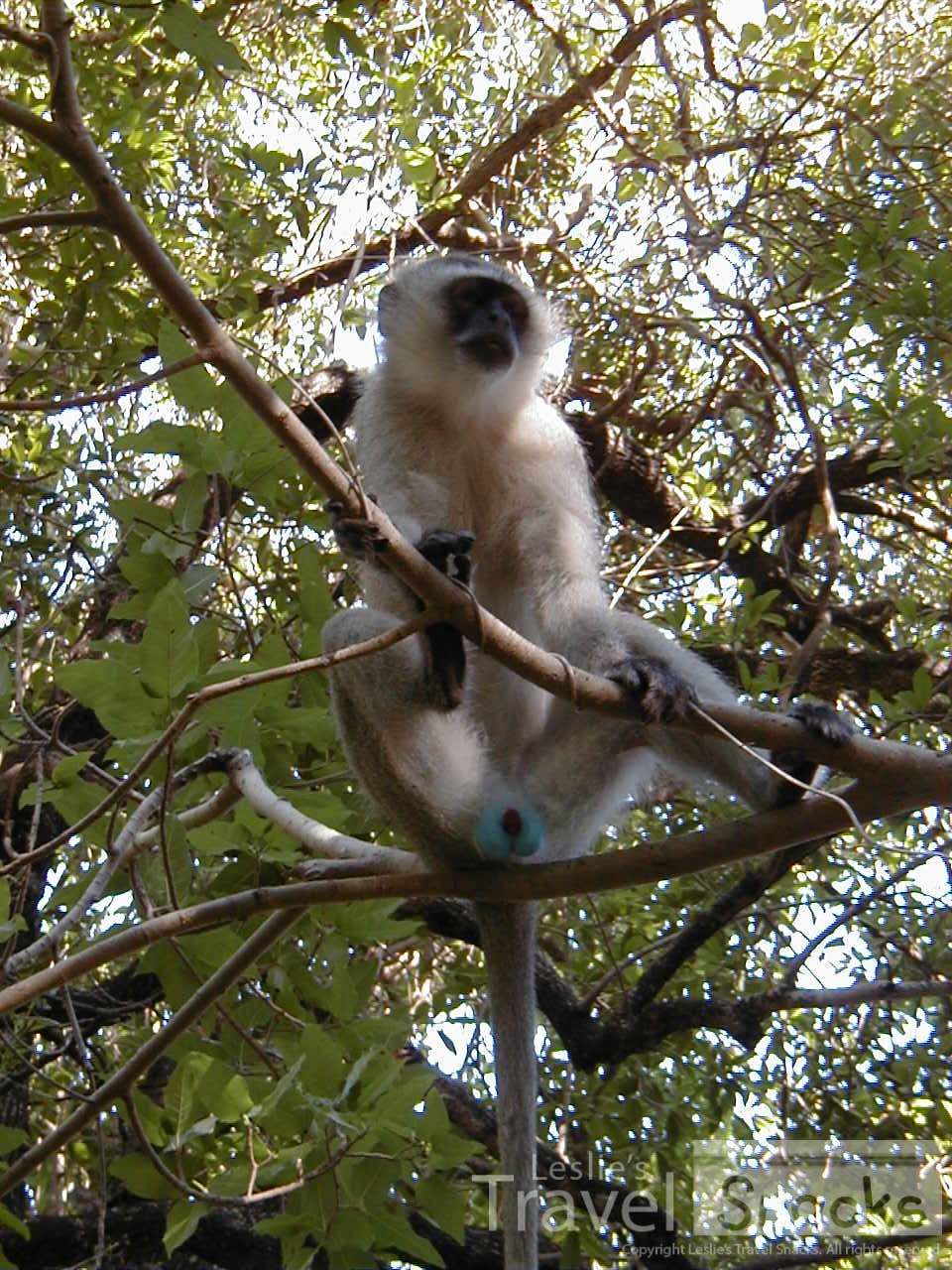 We looked up from our path by the falls to see this blue-balled monkey!