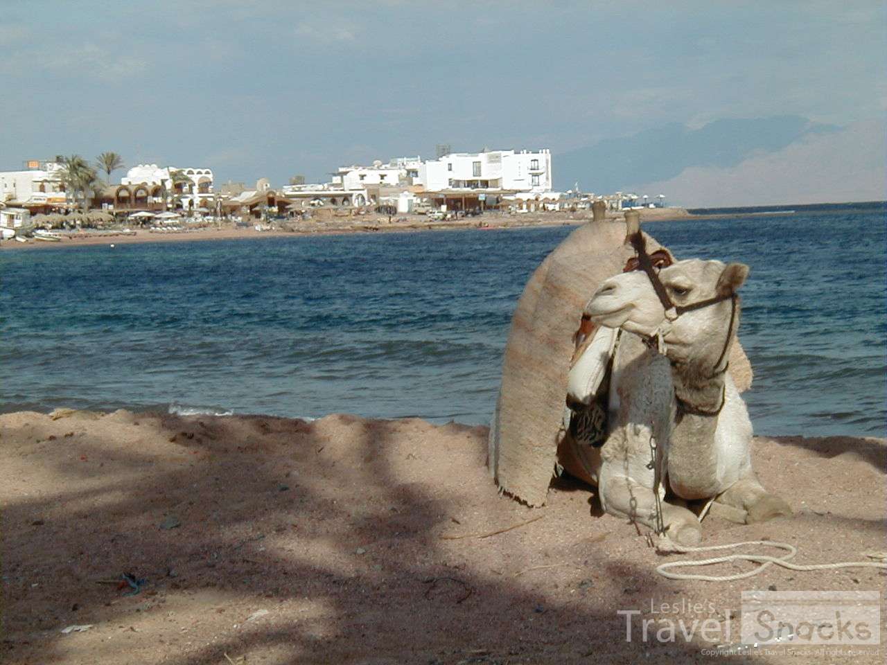 Of course there's a camel on the beach at Dahab.