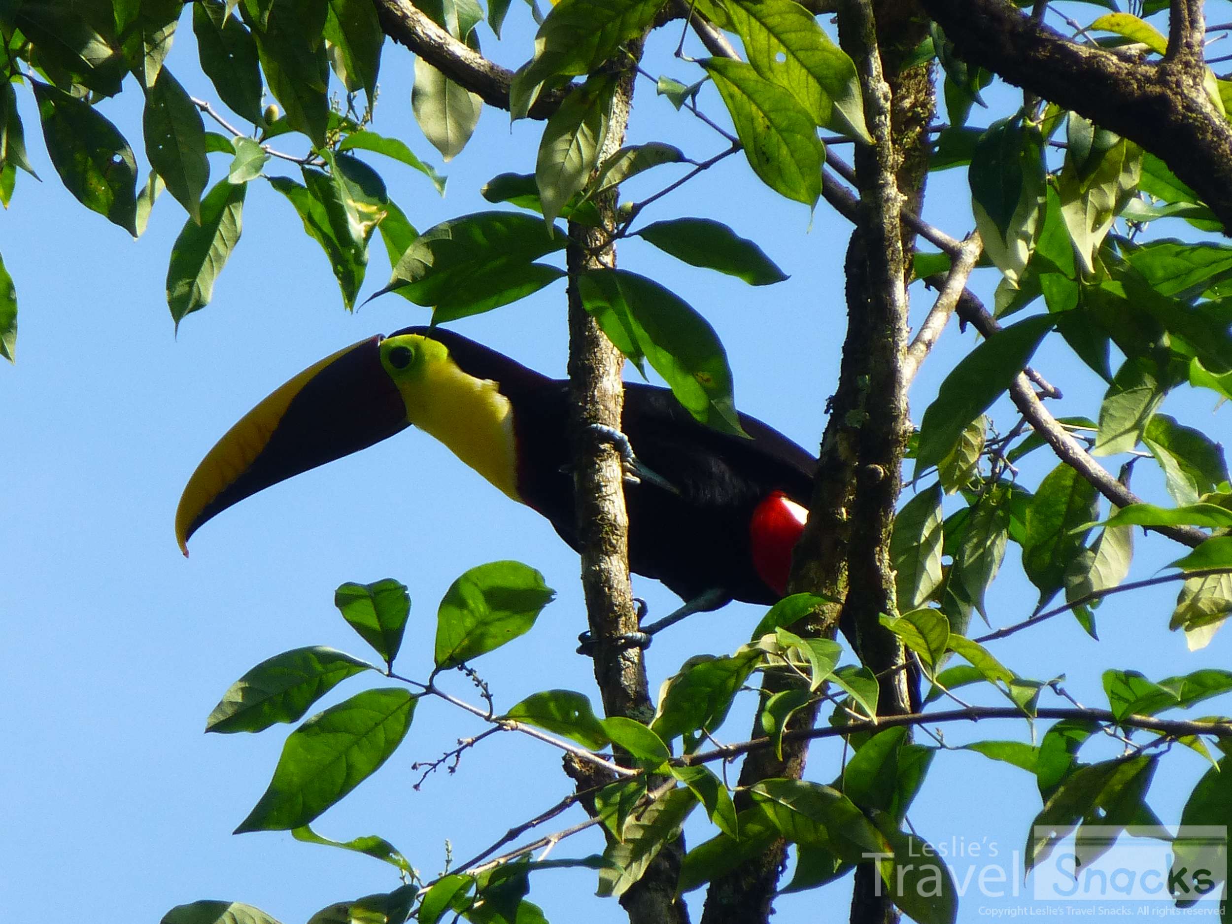 This Toucan was hanging out in Arena Alta in Zancudo.