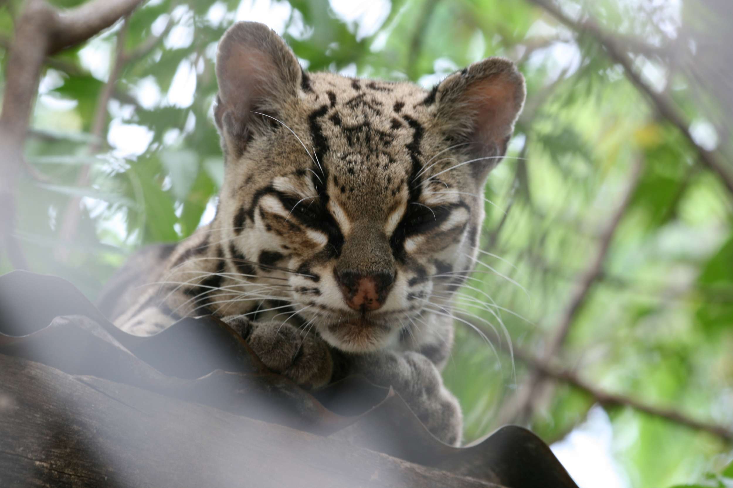 Margay Cat, Costa Rica