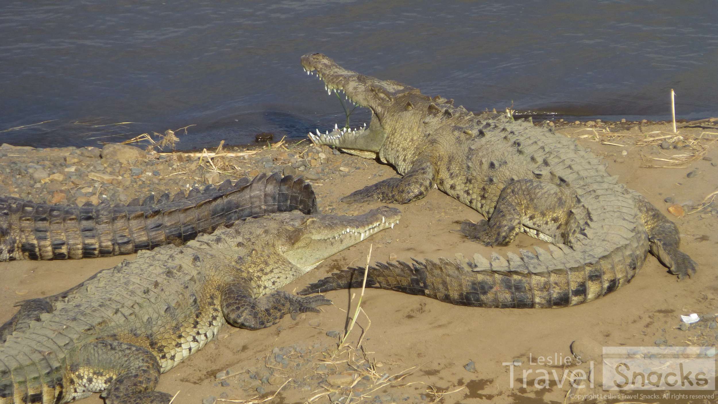 American crocodiles at Tárcoles