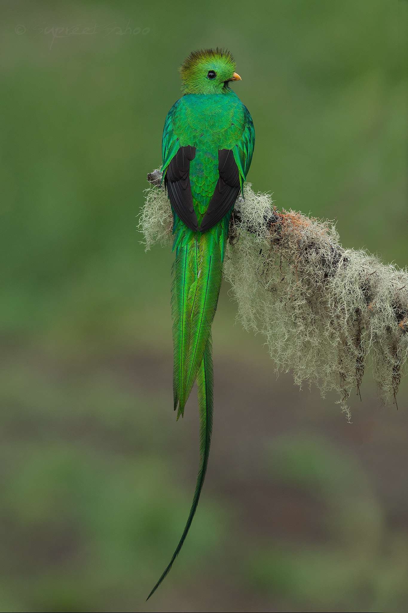 Resplendent Quetzal OMG how beautiful is this bird?