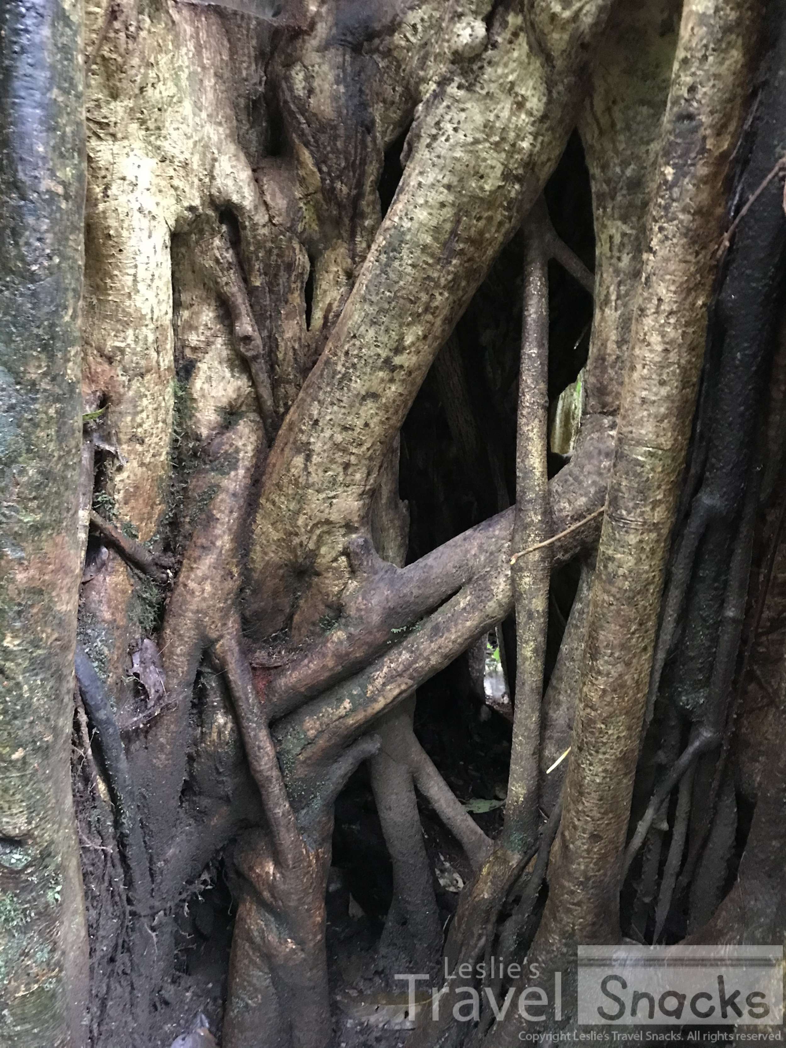 Strangler Fig tree - hollow inside - you can climb up it.