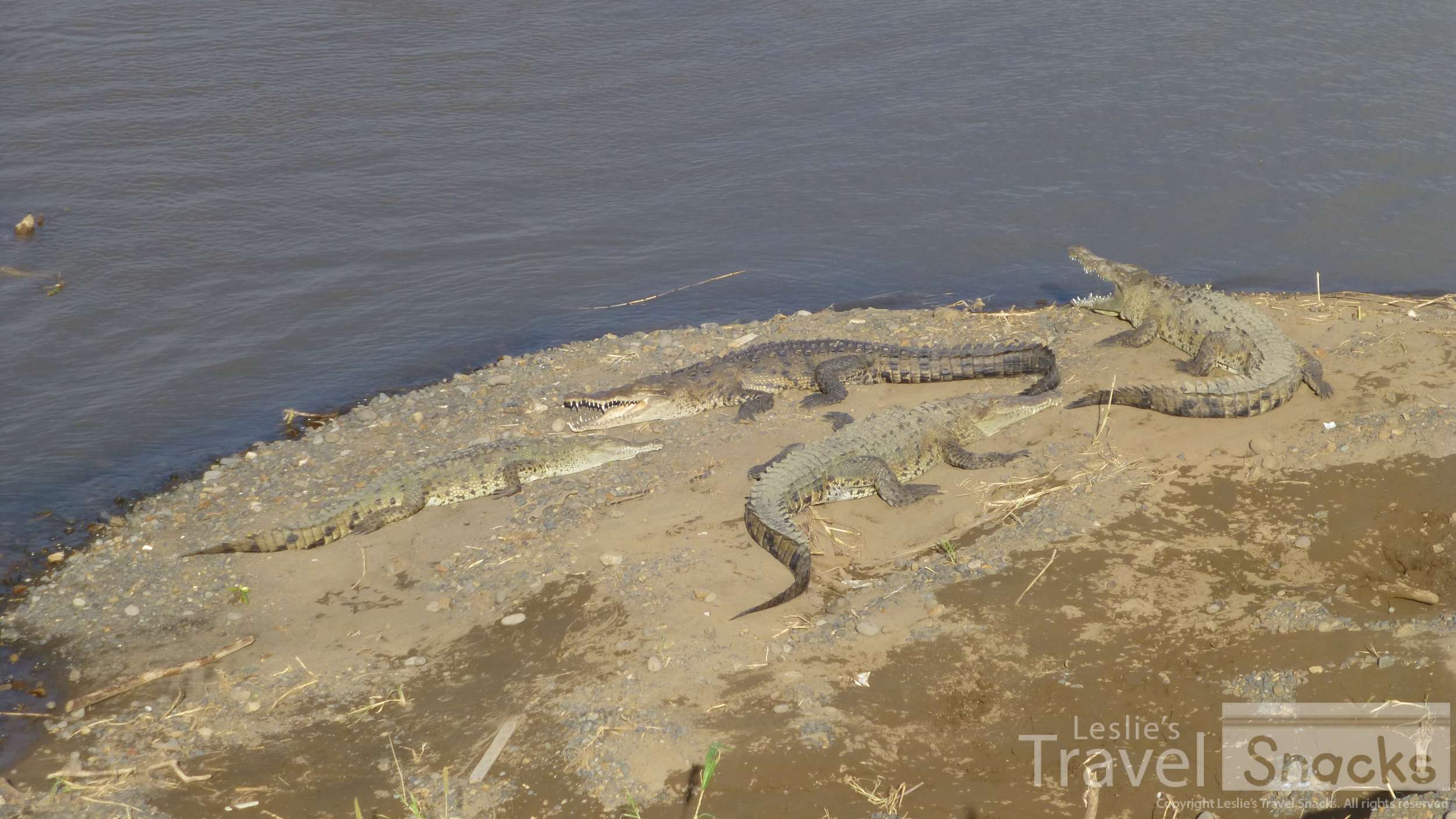 Crocodiles at Rio Tarcoles!