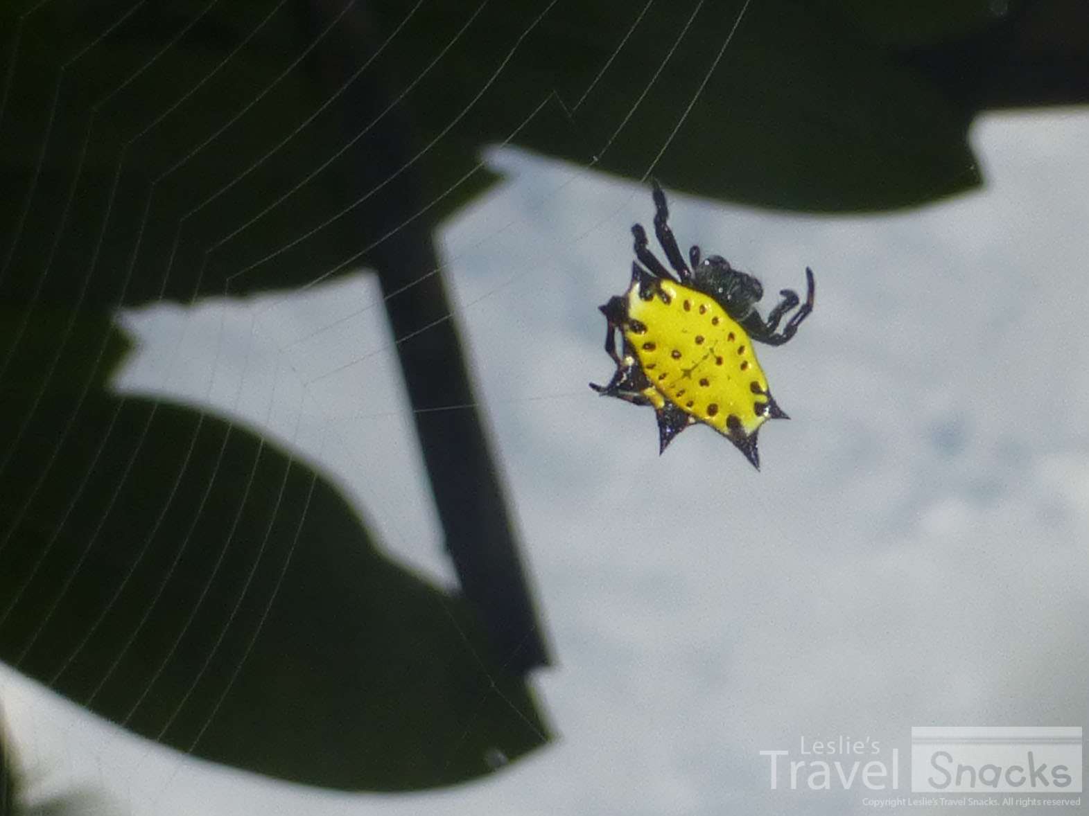 Love this Spiny Orb Weaver spider. I had tons of them on my property in Zancudo.