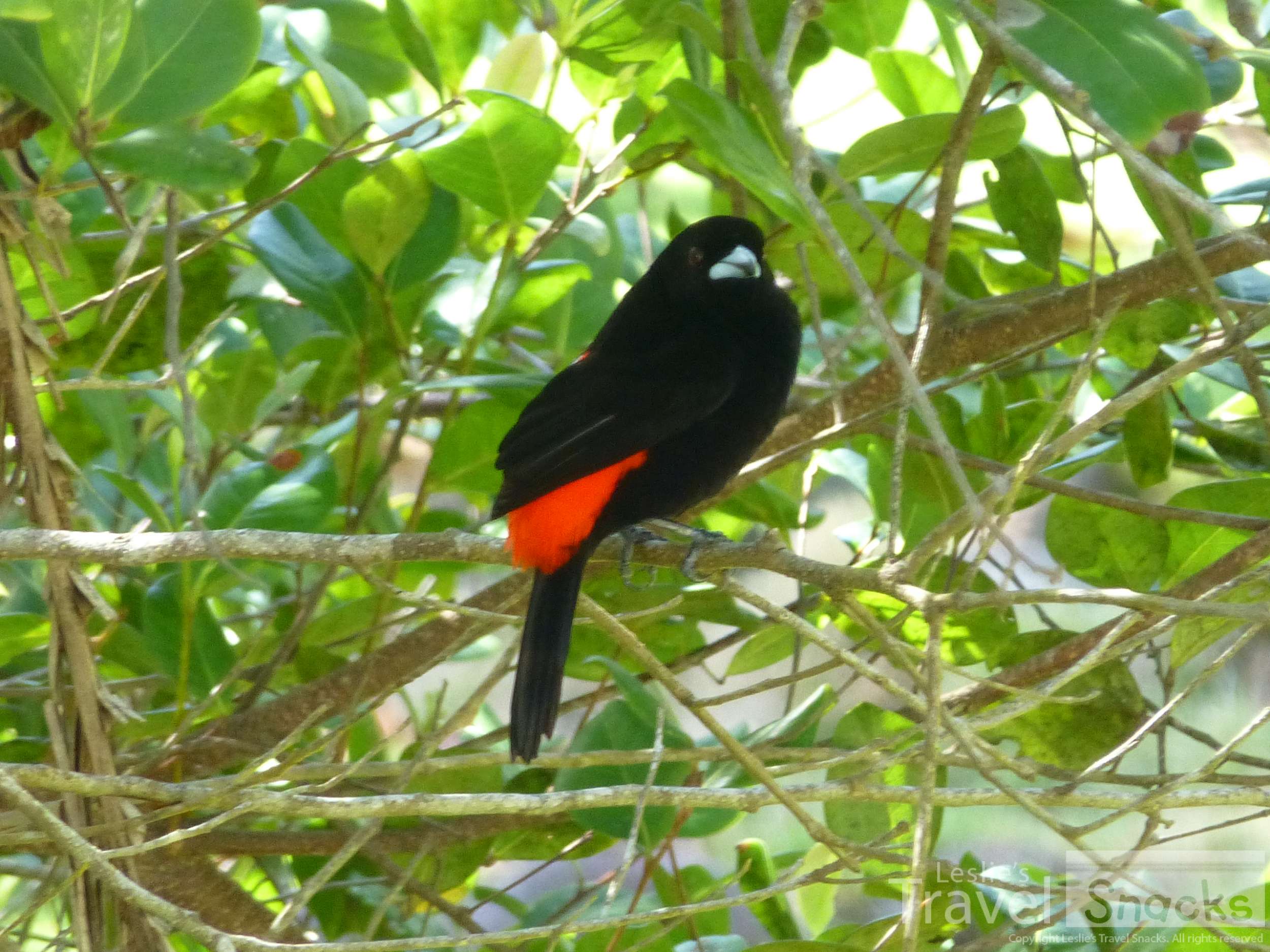 I also love the Scarlet-rumped (Passerini's) Tanagers  