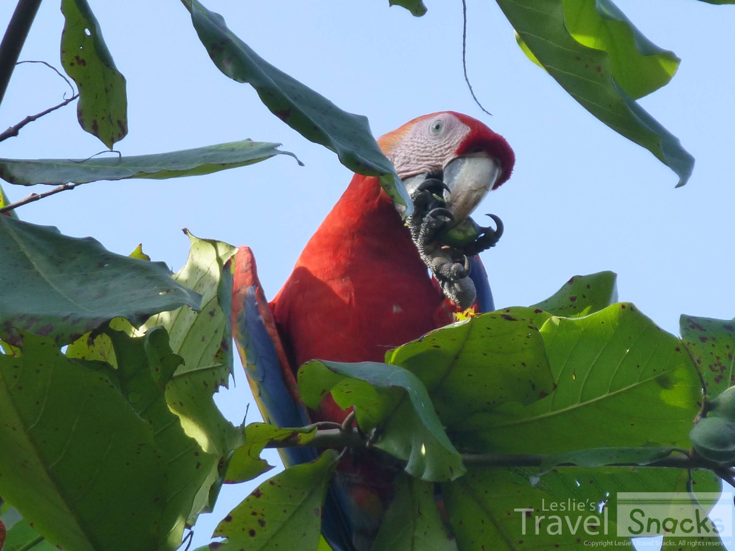 The macaws like to hang out in the almond trees and eat the nuts. 