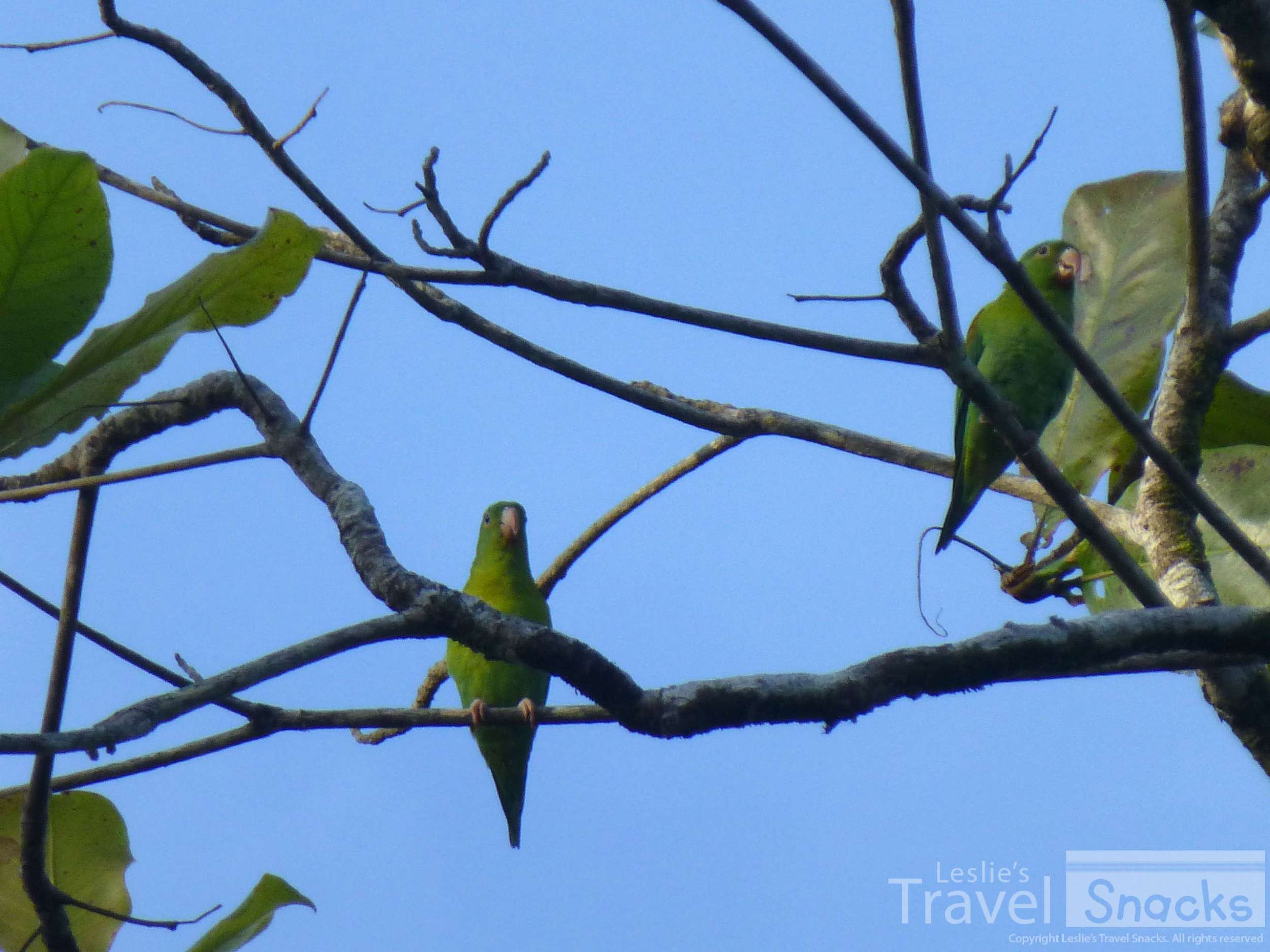 Some pretty little Orange Chinned Parakeets in the neighbor's tree.