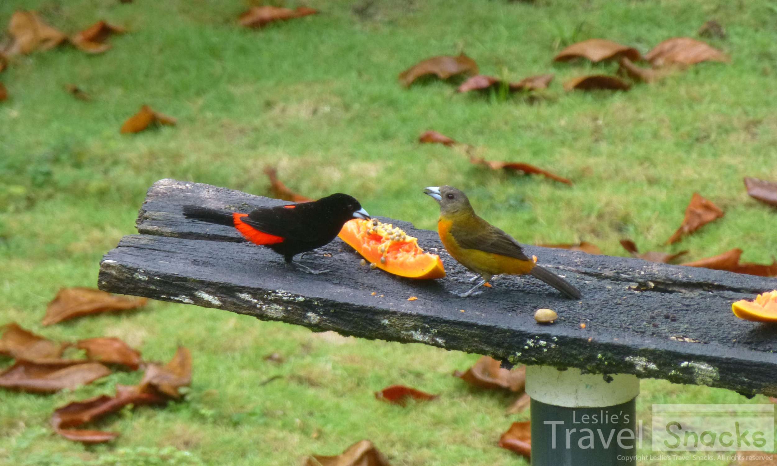 This is male and female of the same Passerini's Tanagers. I was wondering why they were palling around all the time. I didn't know they were the same bird.