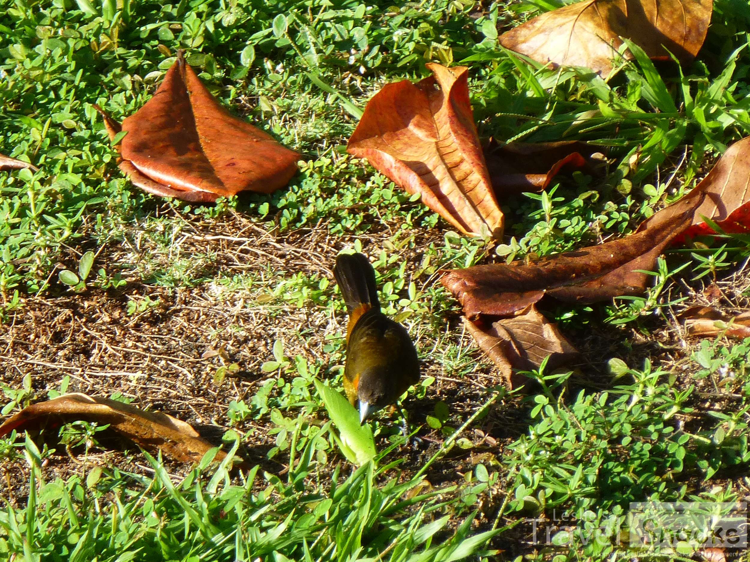 This tanager captured a huge grasshopper! That's it in her beak. 