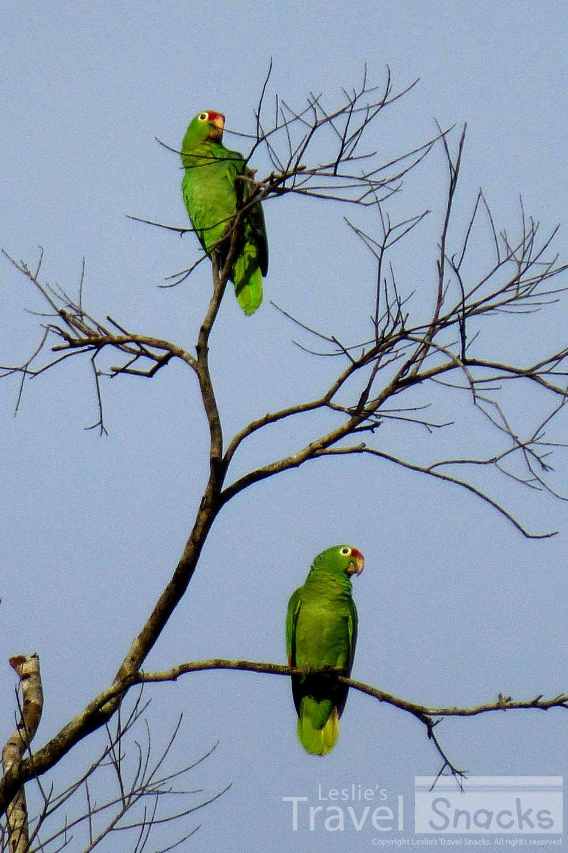 Early morning Red Lored Parrots.