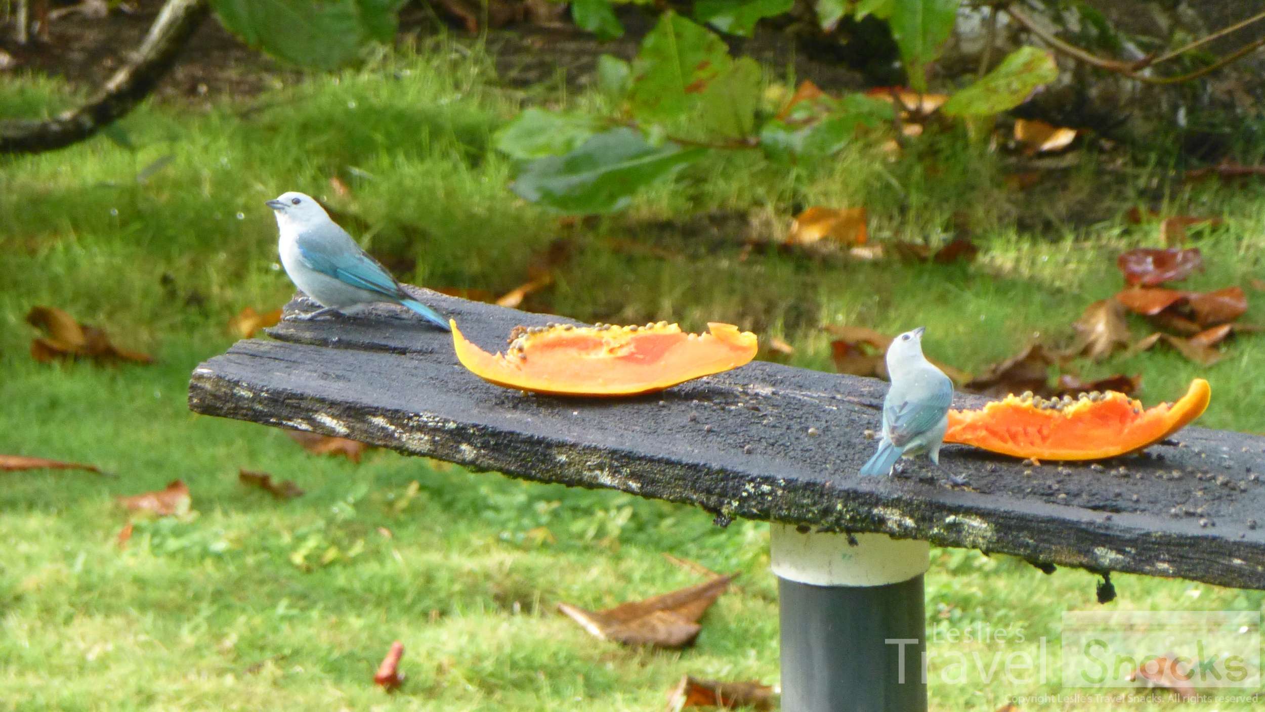 Cute little blue thangs. Blue-Grey Tanager