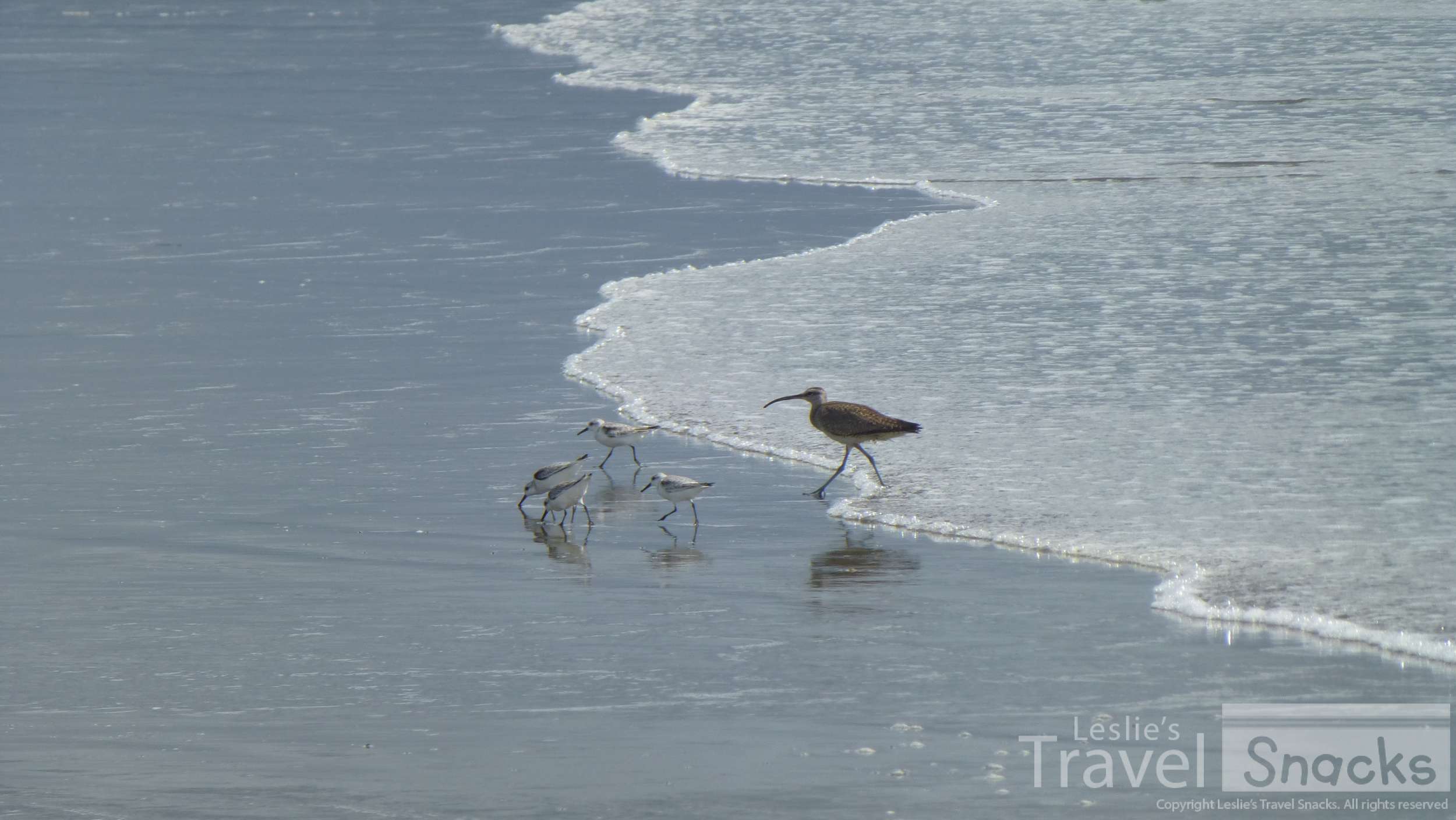 It was funny to watch them sort of run from the waves. The larger one is a Whimbrel.