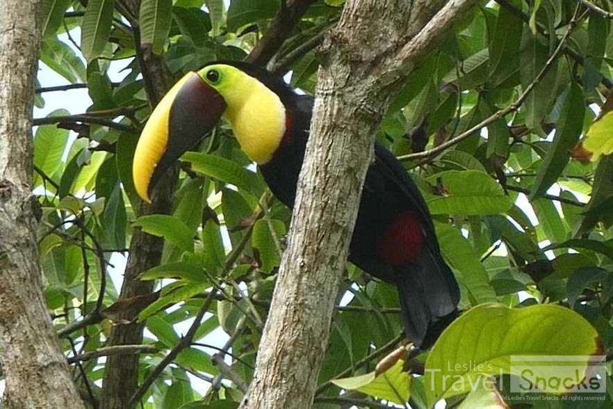 Yellow Throated Toucan that was in a tree right next to my house. :)