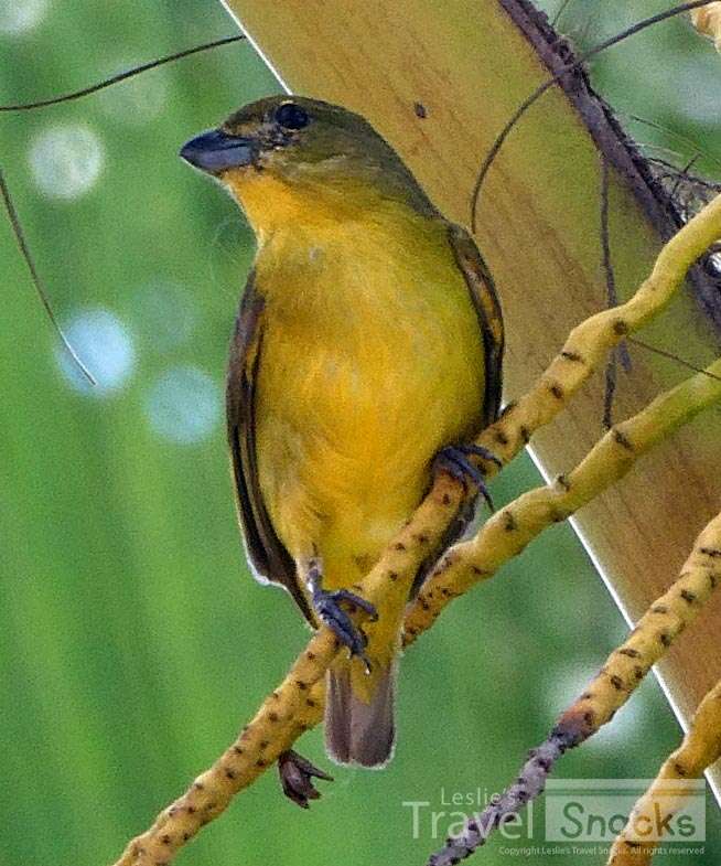 I was watching this Thick-billed Euphonia when her mate came along (next photo).