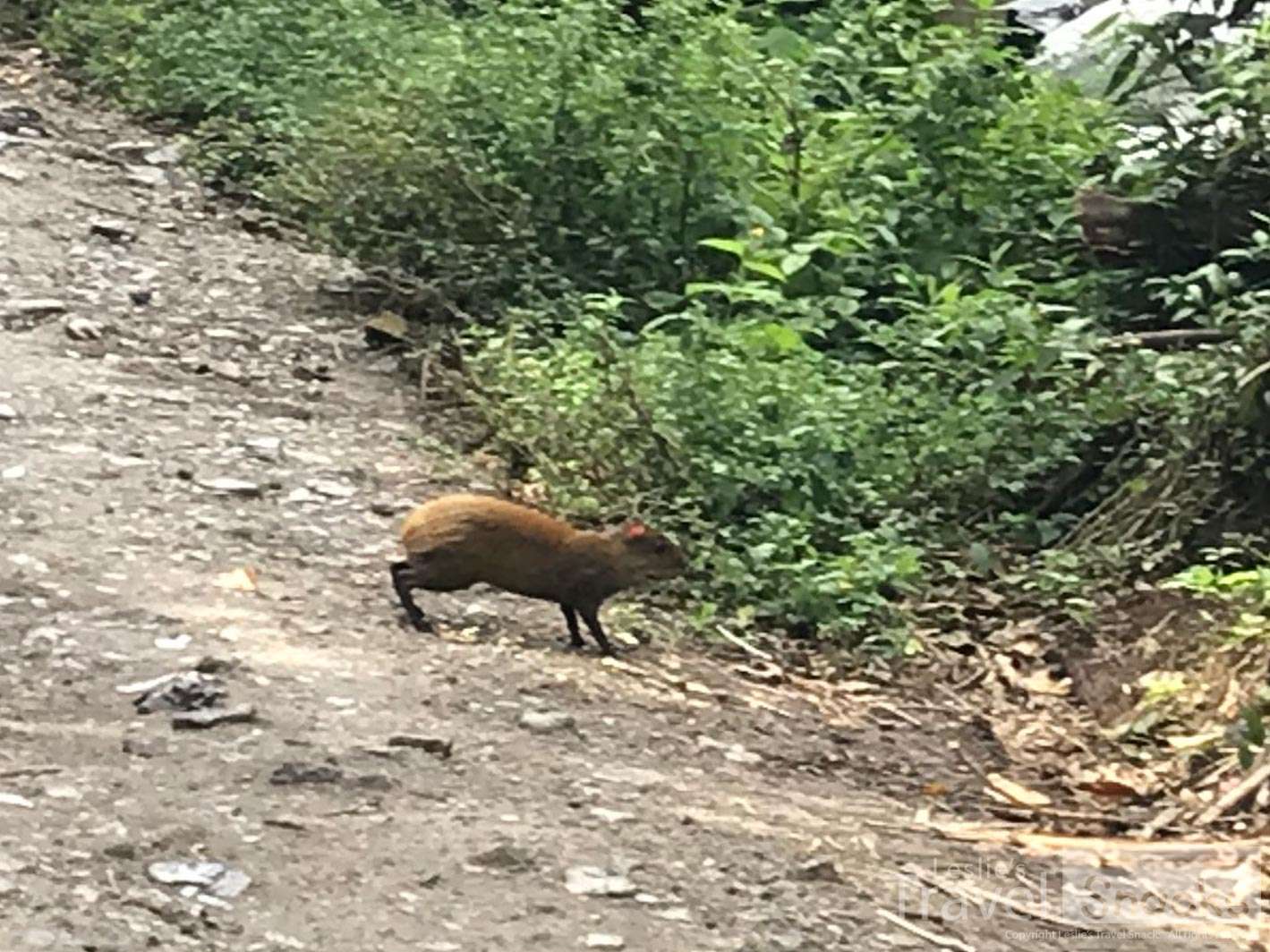 This little agouti stayed on the road long enough for me to get more than just his butt.