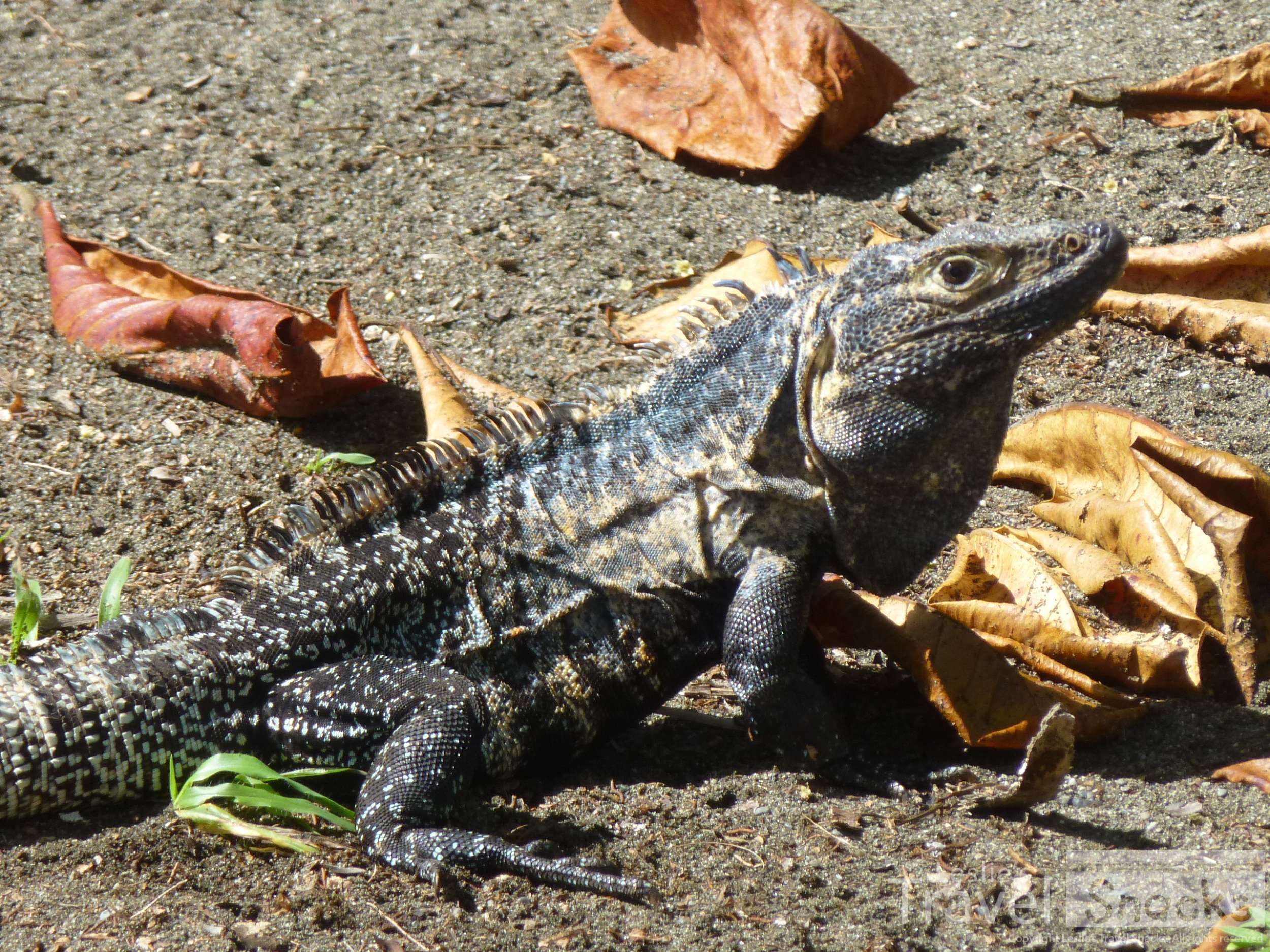 I had a few resident iguanas in my yard that would come out every morning and lay in the sun for a while. 
