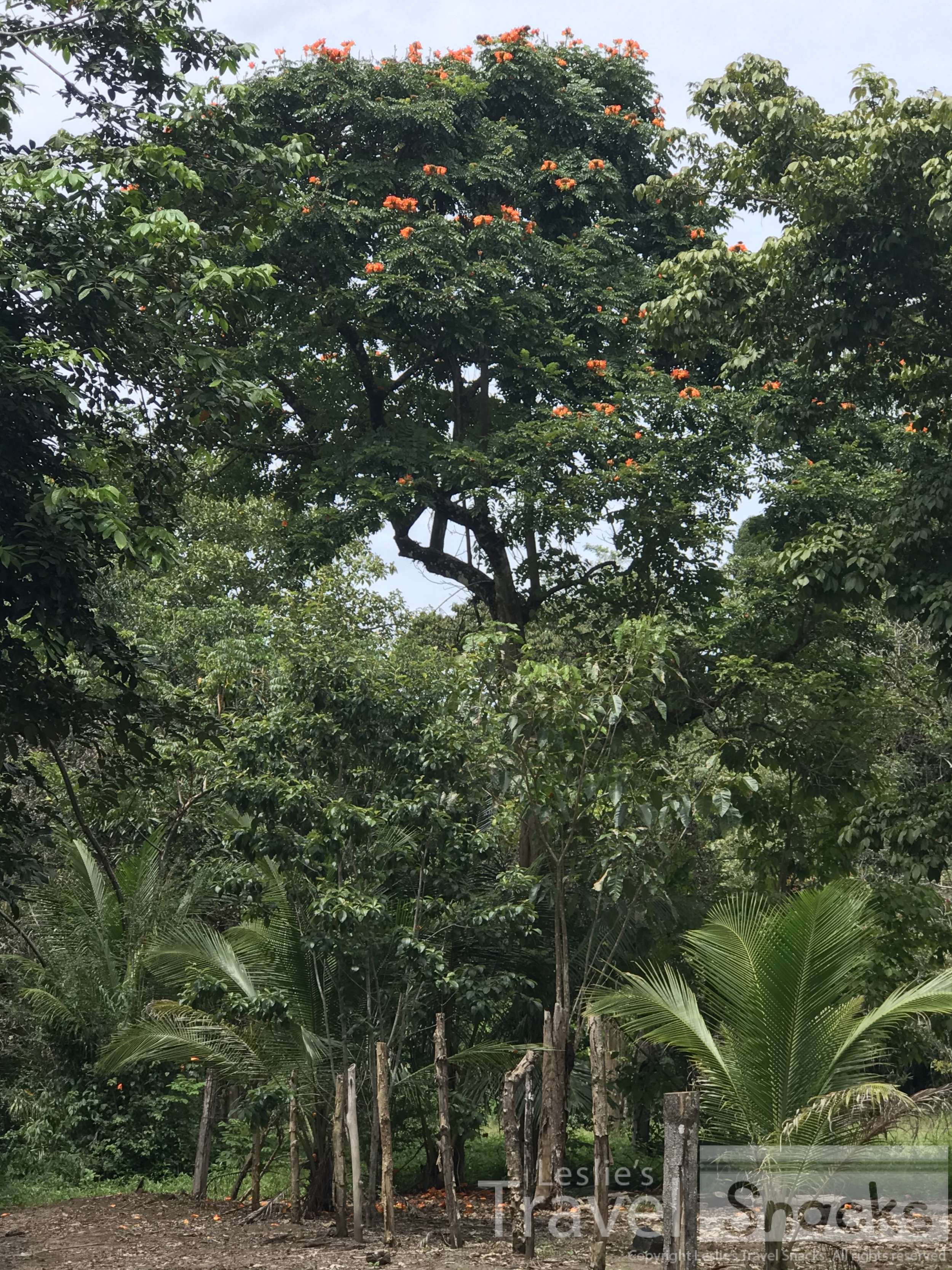 Large bright orange flowers high up in the tree.