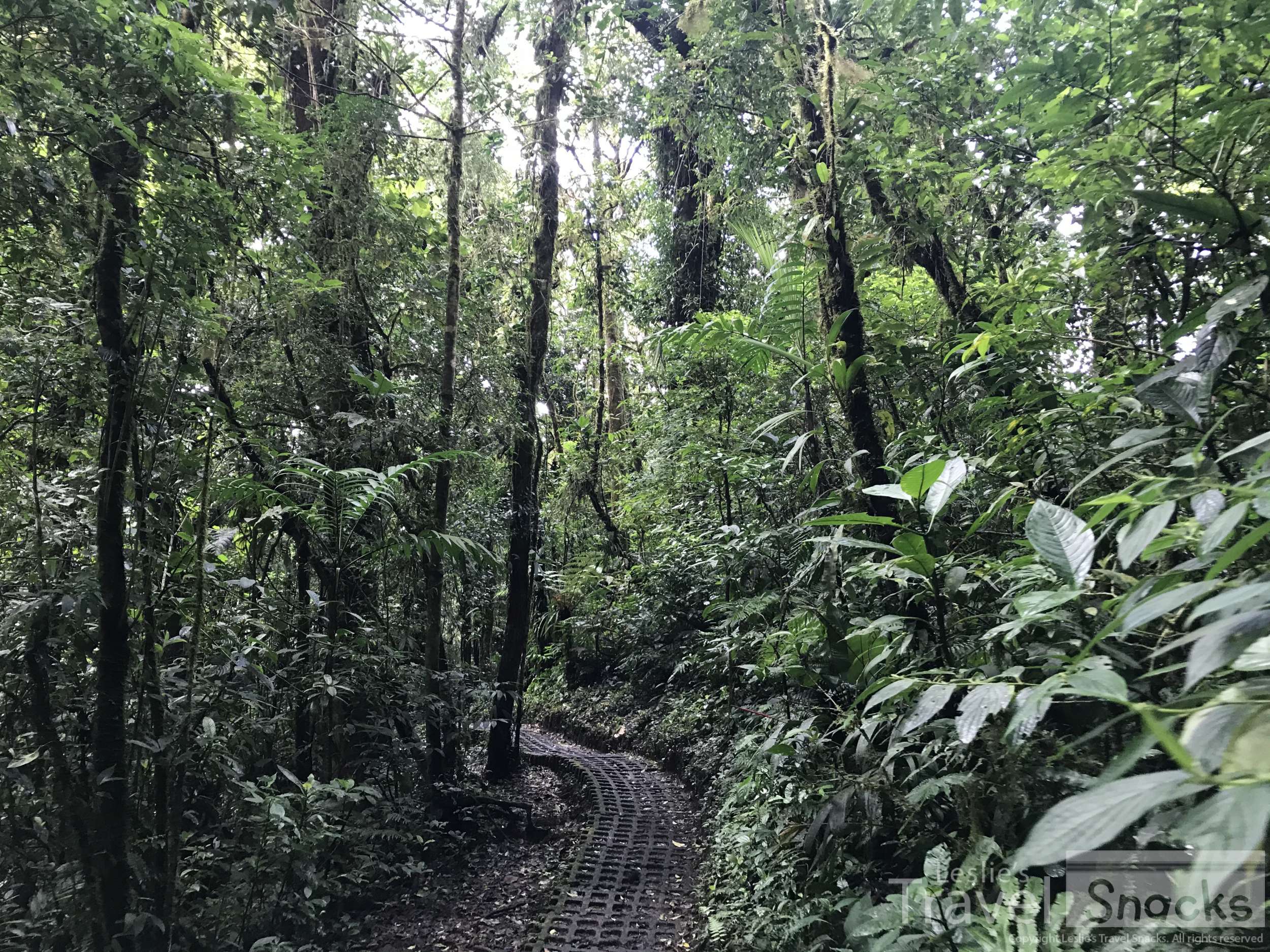 Green peaceful trails through the Cloud Forest. 
