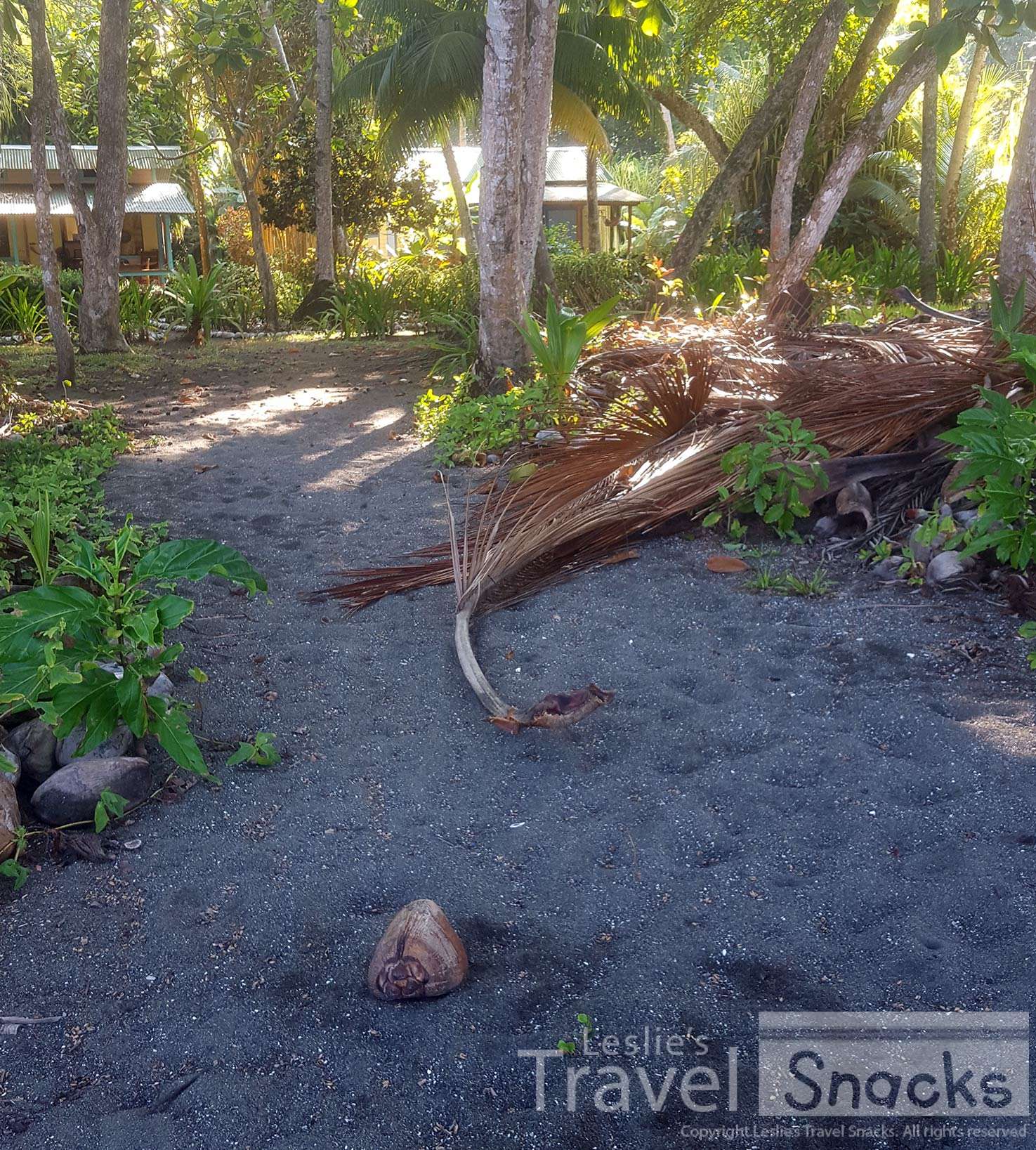 This coconut fell right in the middle of that path I had just walked on. Not to mention those palm fronds, too!