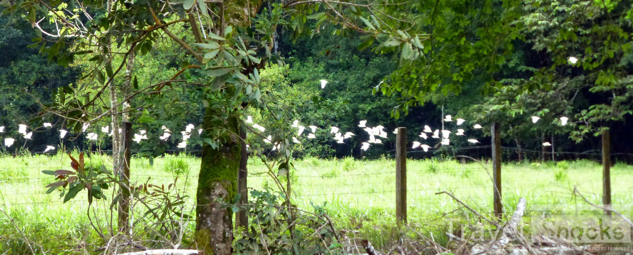 The best I could do, apparently. A blurry photo of the egrets. 