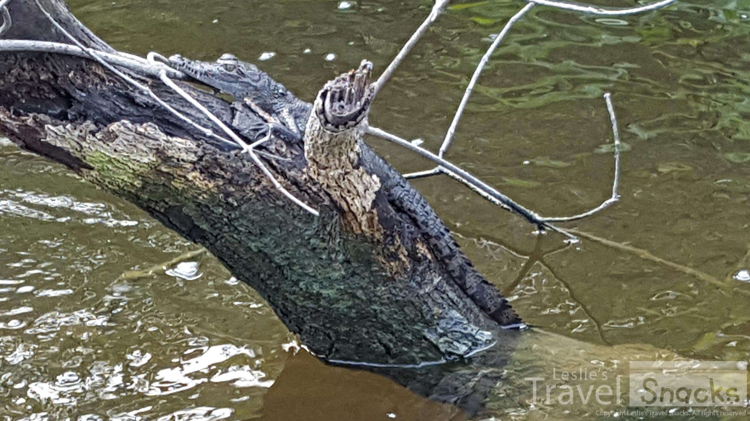 One of a few baby crocodiles we saw. Yep, the biggies are in the river too!