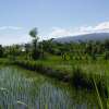 Yes, rice paddies abound on Bali.