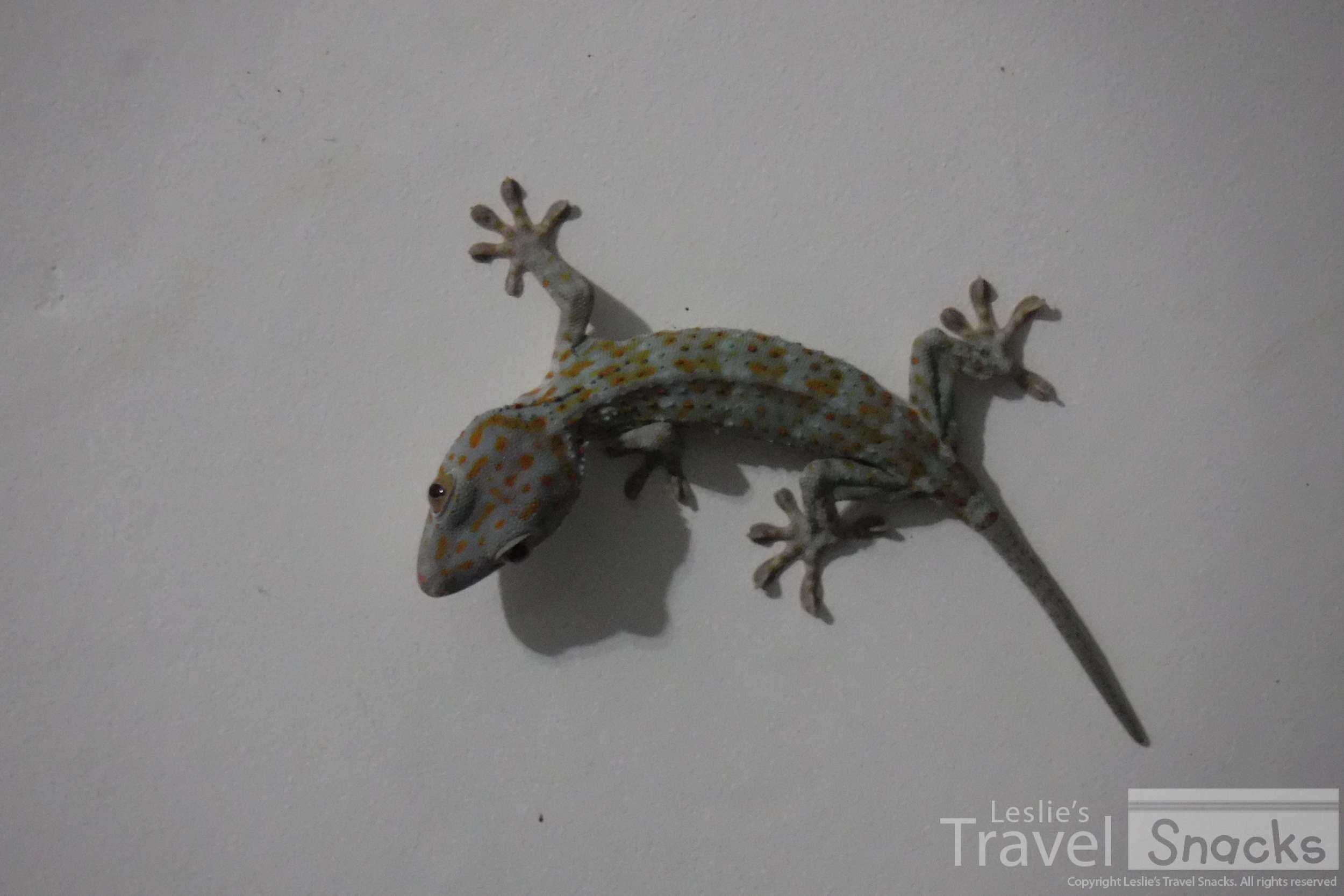 Tokay lizard - they are very loud at night!